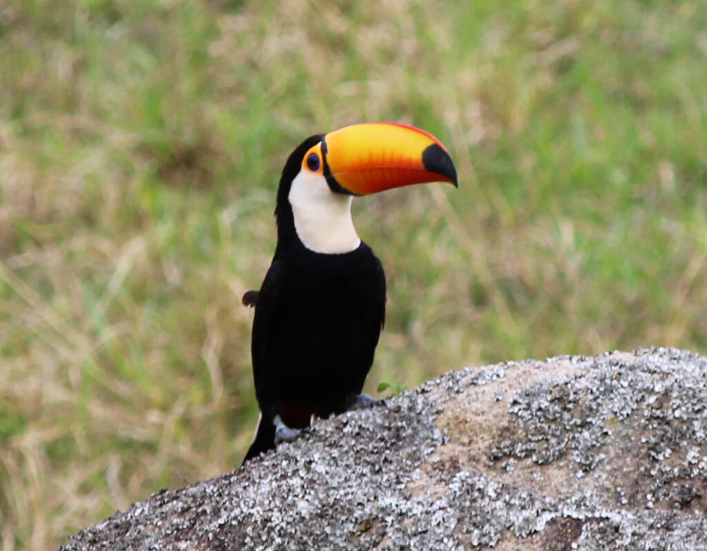 Birdwatching em Nova Friburgo
